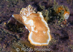 lembeh strait,nikon d2x 60mm macro by Puddu Massimo 